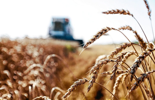 Le blé à un niveau jamais atteint sur le marché européen