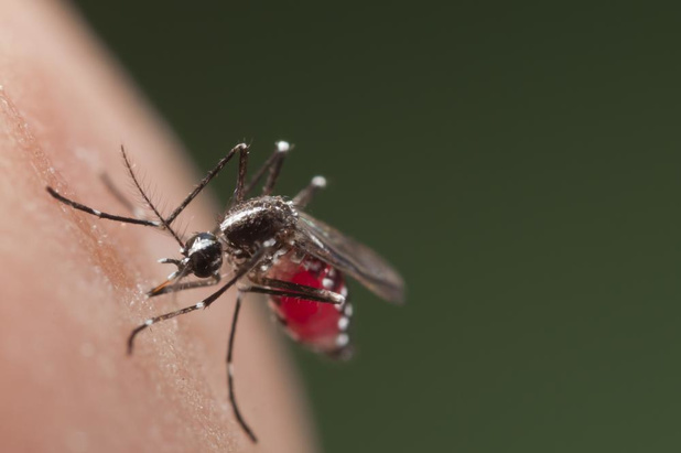 Les touristes belges mis en garde contre la dengue en Thaïlande et aux Philippines