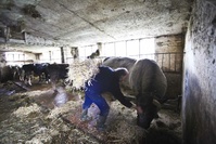 En près de 40 ans, la Belgique a perdu 70% de ses fermes
