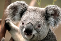 Plus de 60.000 koalas touchés lors des incendies en Australie