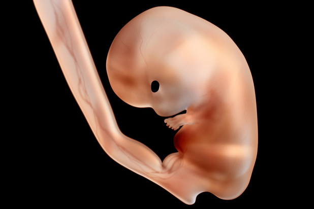 Des chercheurs belges ont réussi à imiter des embryons humains, une avancée pour les fécondations in vitro