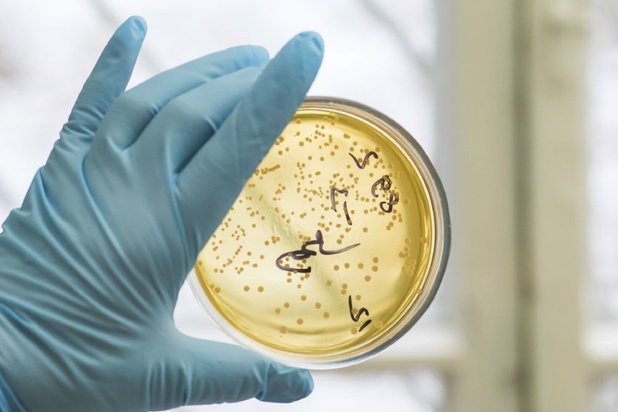 Des scientifiques redonnent vie à des microbes ancestraux