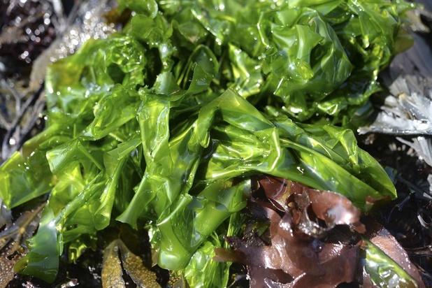 Colruyt investit à nouveau dans les algues