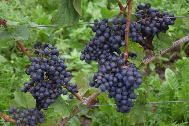 1,5 million de litres de vin produit par les 154 vignerons belges en 2019