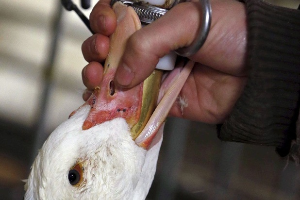 Gaia pleit voor Vlaams en Brussels verbod op verkoop foie gras via dwangvoederen