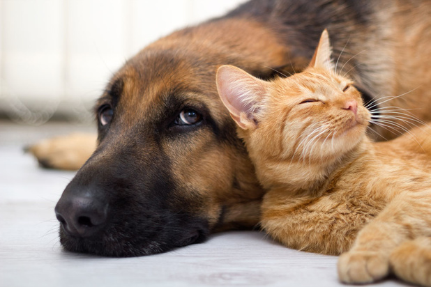 Gegevens van eigenaars van huisdieren tijdelijk opengesteld voor hulpdiensten