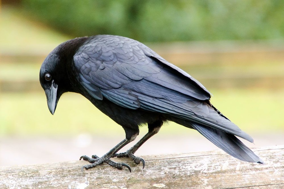 De slimste vogels ter wereld raven die vooruitplannen en andere