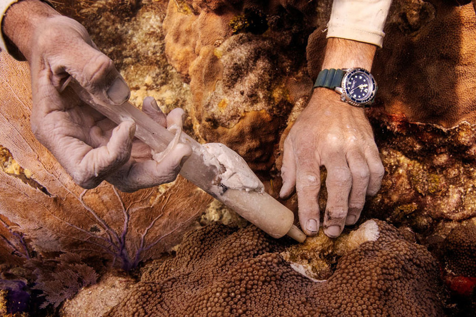 In beeld: strijd tegen nieuwe dodelijke koraalziekte