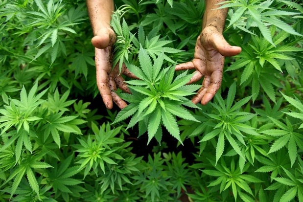 Rechtszaak tegen cannabisclub Trekt Uw Plant: 'Deze vervolging moet zero tolerance-boodschap in de verf zetten'