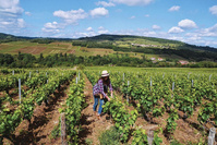 Les vins de Bourgogne s'acheminent vers un millésime 2022 