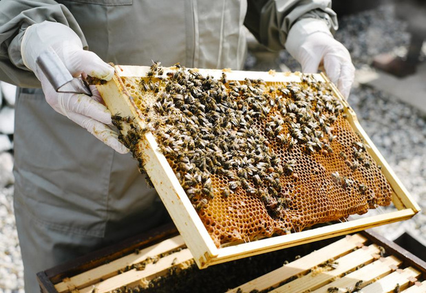 Meer dan helft van bijensoorten in ons land is verdwenen of met uitsterven bedreigd