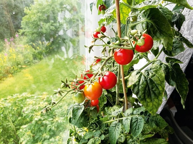3 astuces pour accélérer la croissance de vos dernières tomates