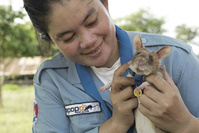 Un budget de 4,5 millions d'euros pour un rat capable de détecter l'odeur du TNT