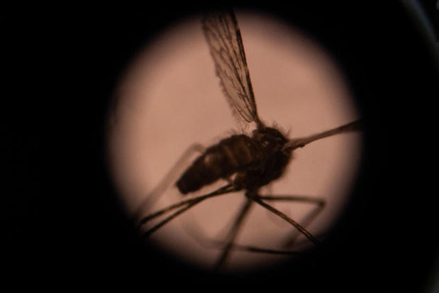 Doorbraken tegen malaria en dengue