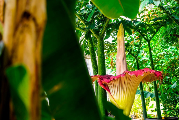 'Grootste bloem ter wereld' staat in bloei in de Plantentuin van Meise