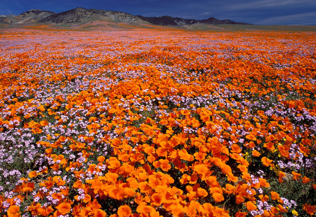 Le "super bloom" de la réserve naturelle d'Antelope Valley en Californie