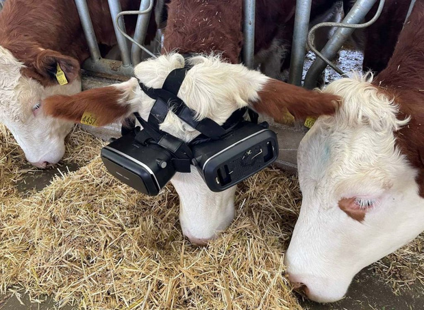 Experts twijfelen aan nut van VR-bril voor koeien: geen wetenschappelijk bewijs voor hogere melkproductie