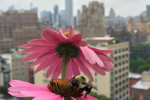 Les abeilles urbaines dévoilent une vie invisible cruciale pour notre santé