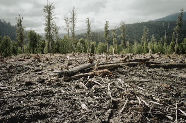 Sembilan perusahaan meminta pemerintah Flemish untuk mendukung undang-undang Eropa tentang deforestasi hutan impor