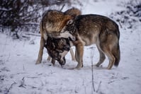 Les déplacements des loups en Allemagne et au Benelux cartographiés
