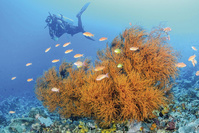 Découverte: des coraux qui résistent au réchauffement climatique