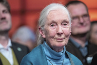 Jane Goodall, infatigable défenseuse de l'environnement: 