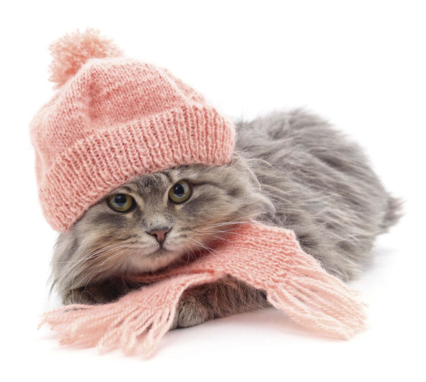 Help je kat gezond de winter door