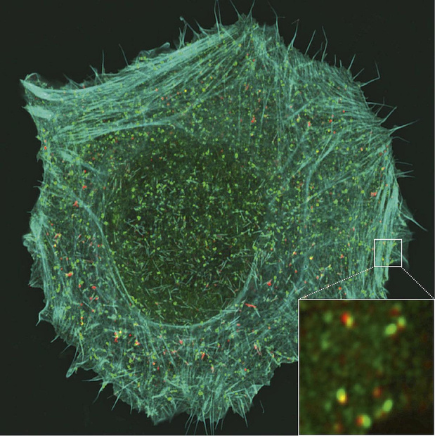 L'endocytose: un des premiers chaînons de la cascade métastatique? 