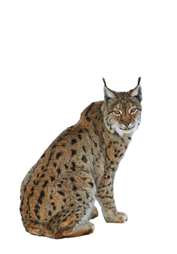 Le lynx 