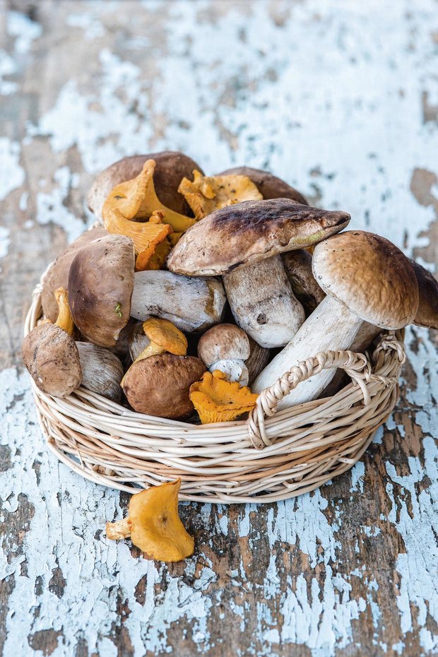 Dit eet je nu: bospaddenstoelen 