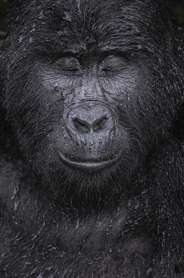 Gorilla in de regen