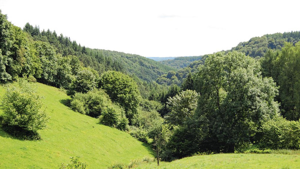 FSC certifie 10.000 hectares de forêts en Wallonie 