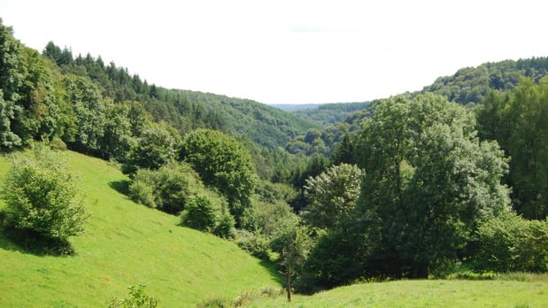 FSC certificeert ruim 10.000 hectare bos in Wallonië