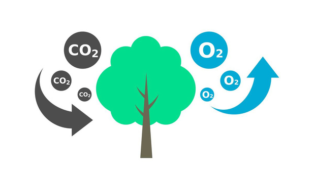 Europese Commissie ondersteunt biogene, hernieuwbare koolstof