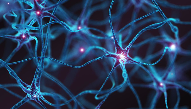 Des chercheurs (ULB) mettent au jour le rôle d'une 3e population de neurones du striatum