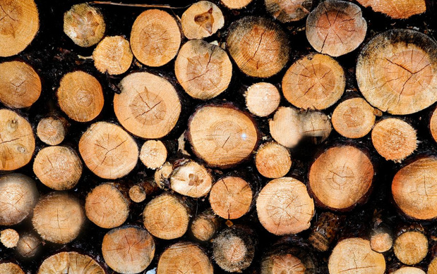 PEFC et FSC interdisent le bois russe et biélorusse