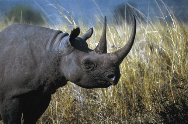 L'obligation qui doit sauver le rhinocéros noir