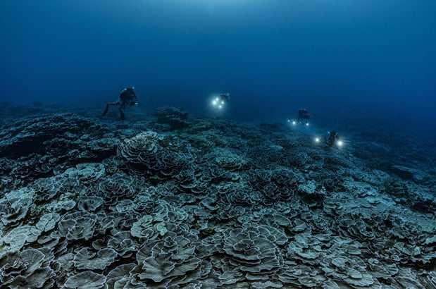 rechter Misverstand kwaadheid de vrije loop geven Reusachtig koraalrif ontdekt voor kust van Tahiti - Natuur - Reizen - Knack  Weekend