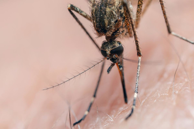 Dengue et autres maladies liées aux moustiques augmentent en Europe