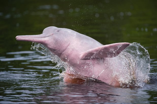 Zeldzame dolfijnen keren terug naar Hongkong dankzij coronacrisis