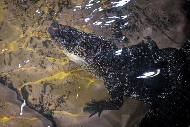 Amerikaanse alligators maken spectaculaire entree in ZOO Antwerpen