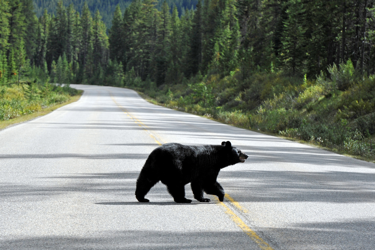 Nu toeristen weg moeten blijven uit vieren de beren feest - Natuur - Reizen - Knack