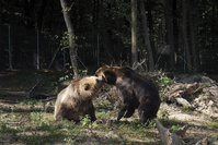 Au secours des ours bruns (en images)