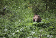 En Roumanie, la cohabitation précaire entre l'homme et l'ours (reportage)