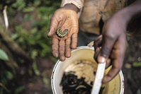 Les chenilles au centre de l'assiette en République centrafricaine (reportage)