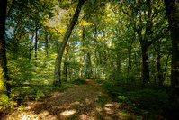 Deux forêts publiques wallonnes obtiennent une certification de gestion durable, une première