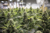 Six plantations automatisées de cannabis, estimées à 3,6 millions d'euros, démantelées en Belgique