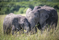 Une sacrée paire d'éléphantes: désormais, celles qui accouchent, on leur fiche la paix (chronique)