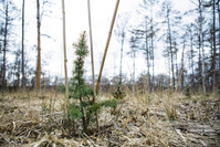 Plus de la moitié des espèces d'arbres sauvages en Europe sont menacées d'extinction