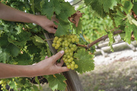 Le marché du vin bio, la poussée verte